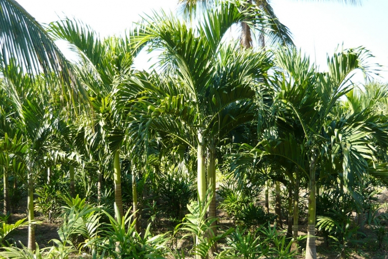 Palmeira Veitchia Merrilli